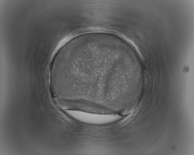 X0000096651365200803041140