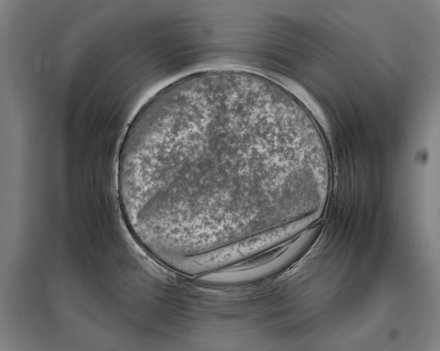 X0000096651388200803041139