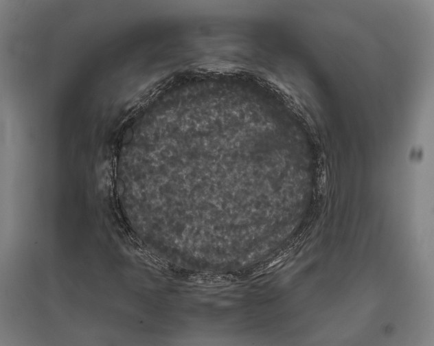 X0000096651397200803041139