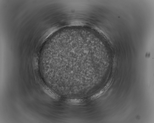 X0000096651401200803041139