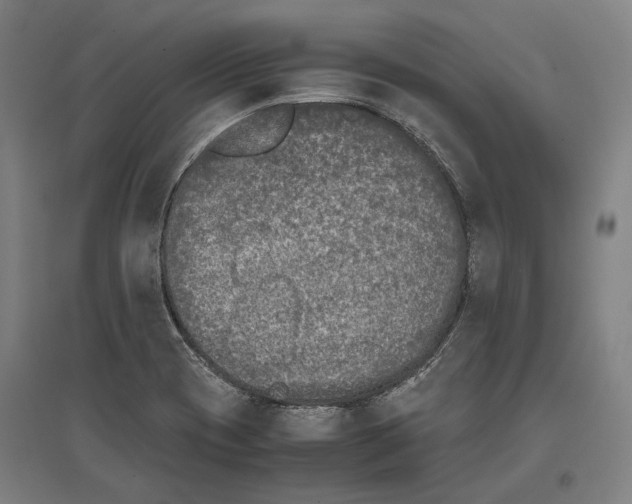 X0000096651417200803041139