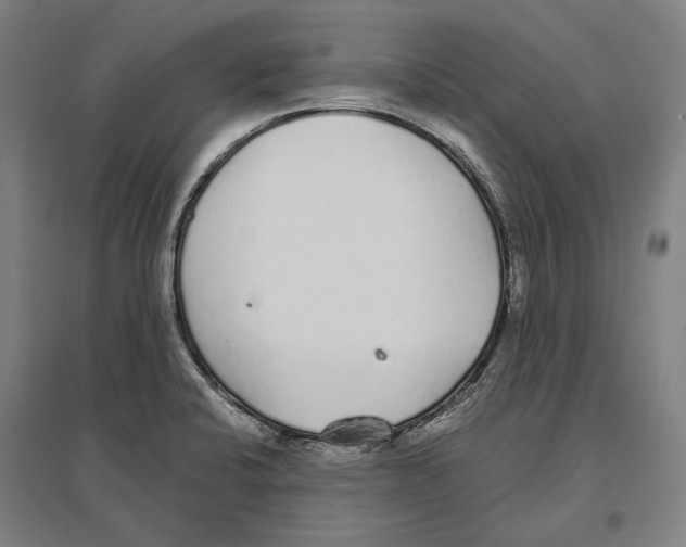 X0000096651424200803041139