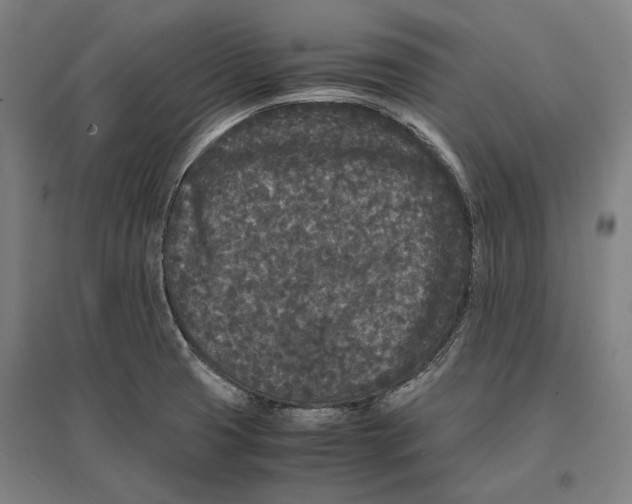 X0000096651425200803041139