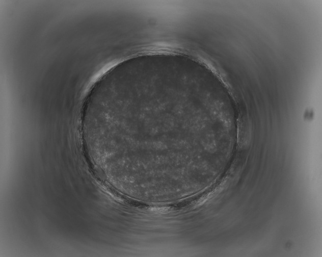 X0000096651453200803041138