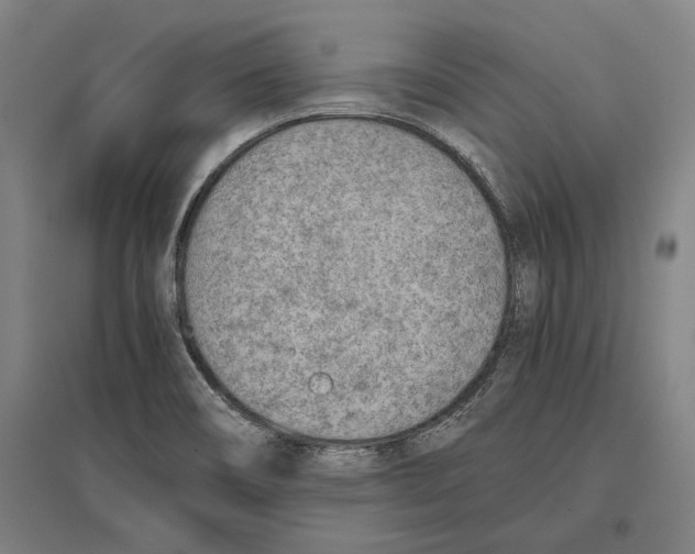 X0000096651466200803041138