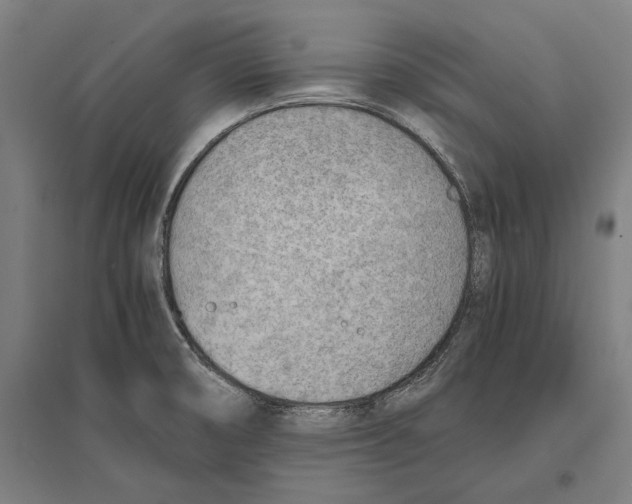 X0000096651474200803041138