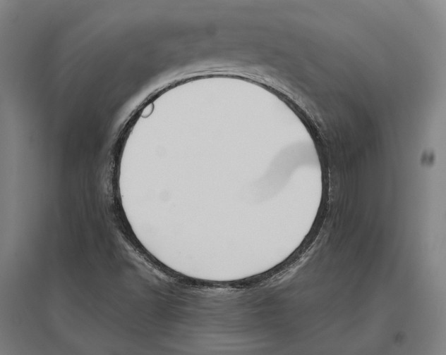 X0000096651502200803041137