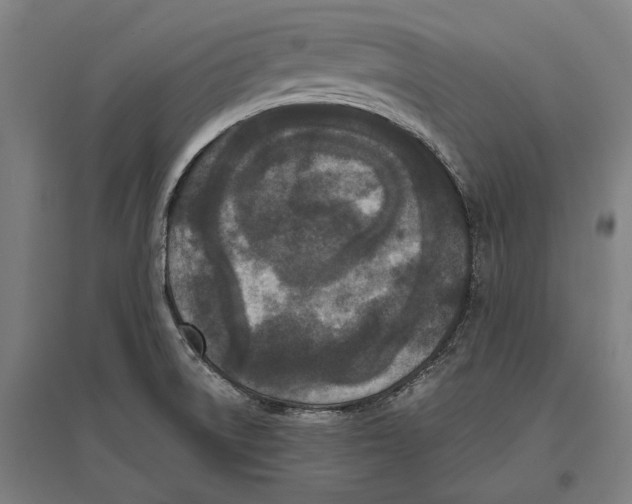 X0000096651522200803041138