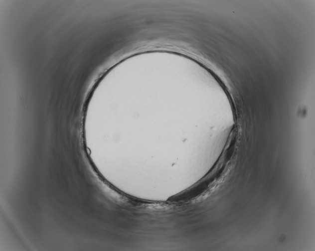 X0000096651525200803041138