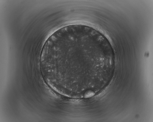 X0000096651529200803041138