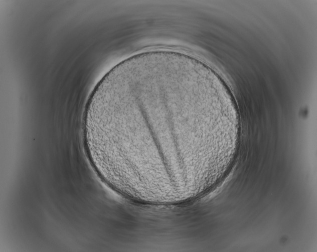 X0000096651533200803041138