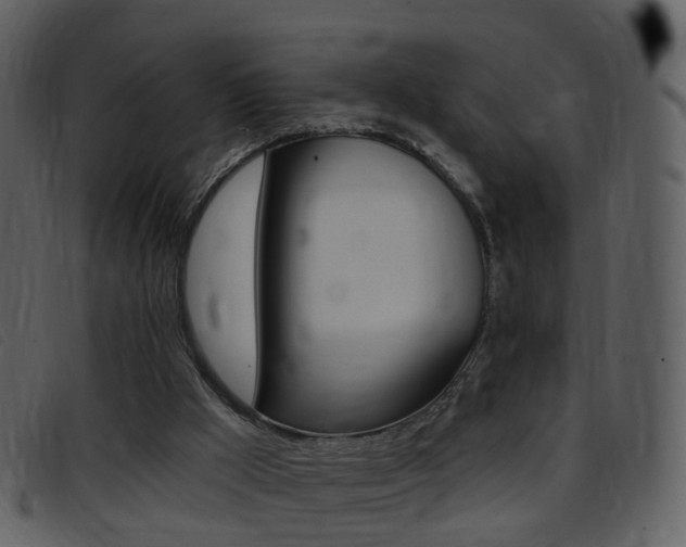 X0000096660009200802051007
