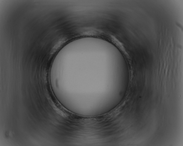 X0000096660106200802051005