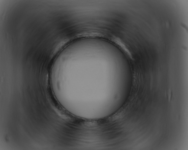 X0000096660110200802051005