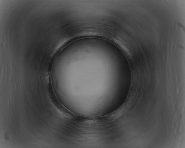 X0000096660160200802051004