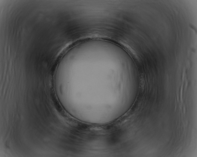 X0000096660208200802051004