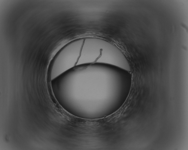 X0000096660292200802051003