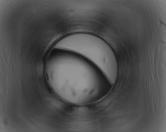 X0000096660304200802051002