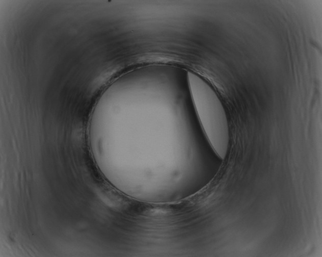 X0000096660352200802051002