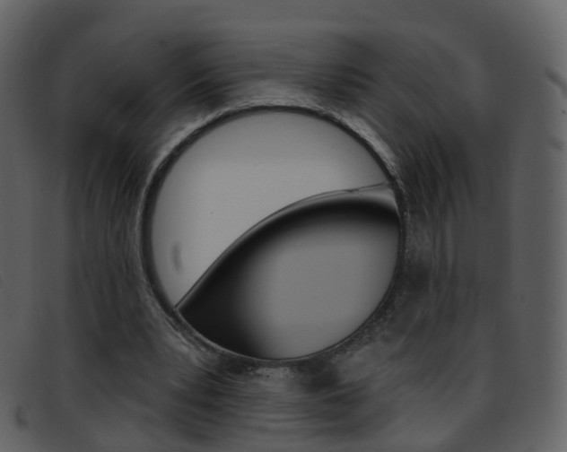 X0000096660391200802051001