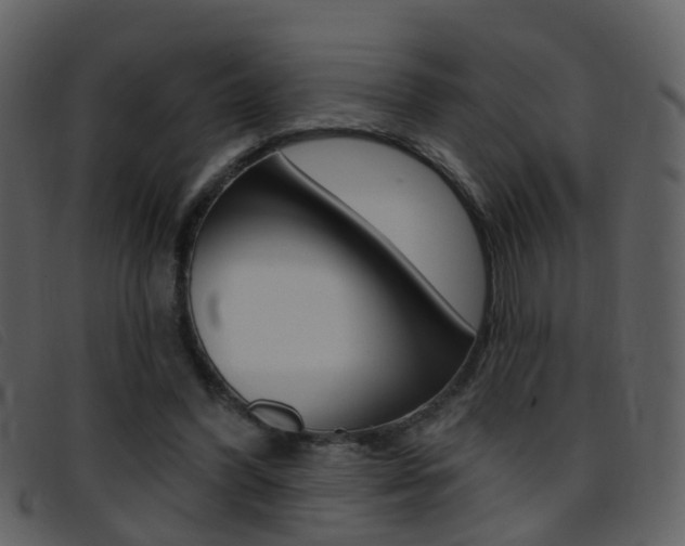 X0000096660396200802051001
