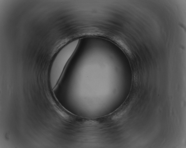 X0000096660397200802051001
