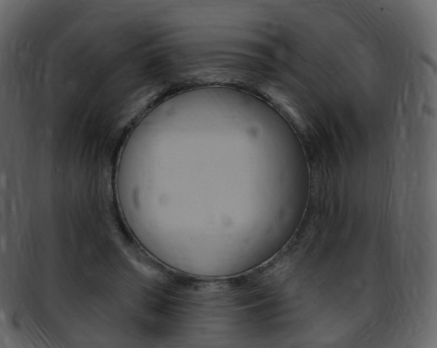 X0000096660398200802051001