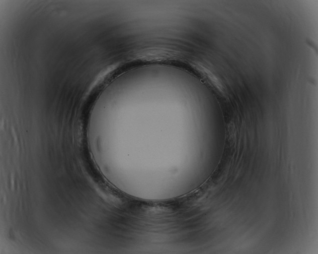 X0000096660400200802051001