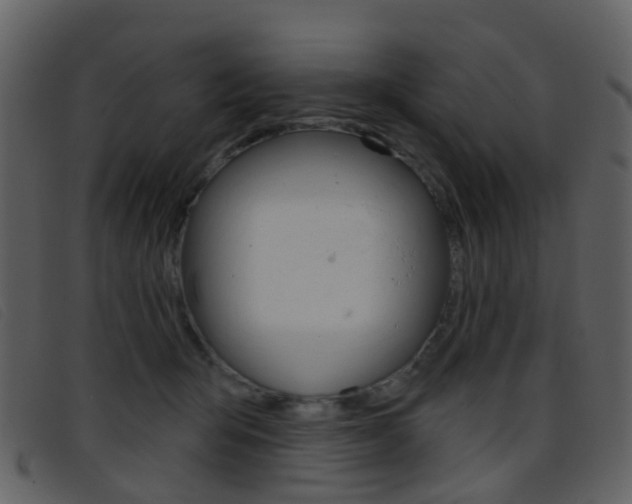 X0000096660415200802051001