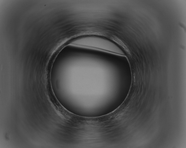 X0000096660436200802051000