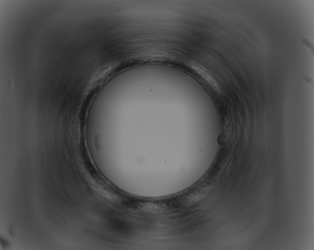 X0000096660494200802051000