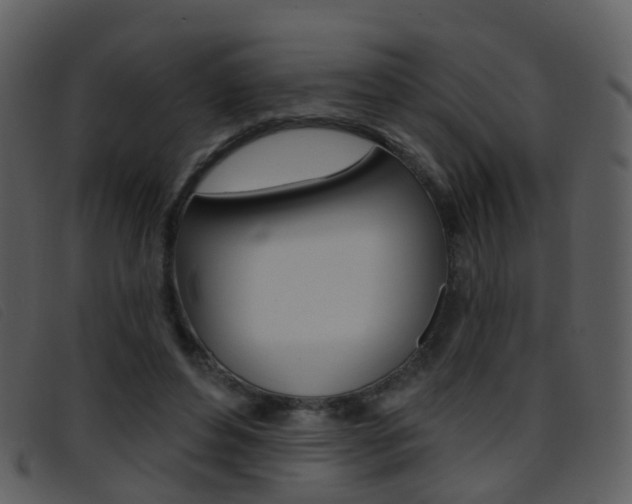 X0000096660496200802051000