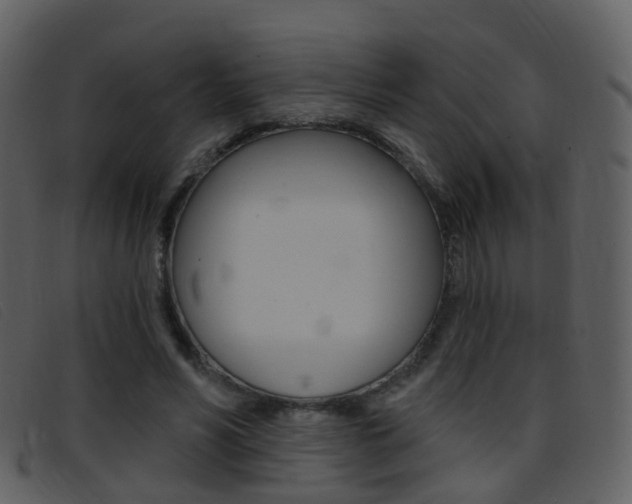 X0000096660590200802050958