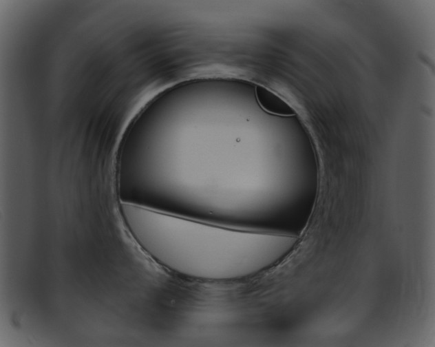 X0000096661008200802050952