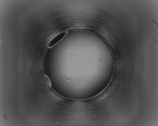 X0000096661081200802050951