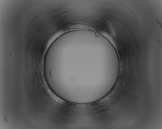 X0000096661098200802050951