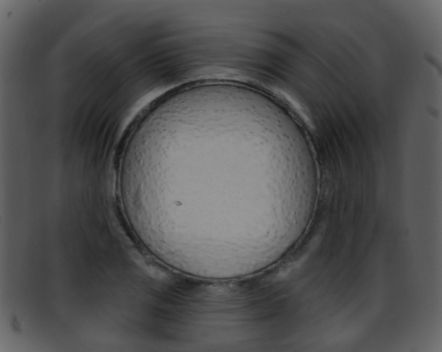 X0000096661125200802050950