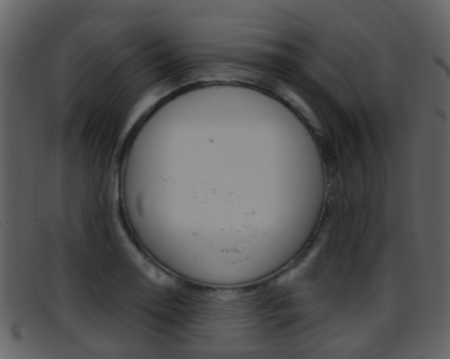 X0000096661130200802050950