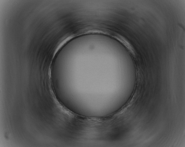 X0000096661198200802050949
