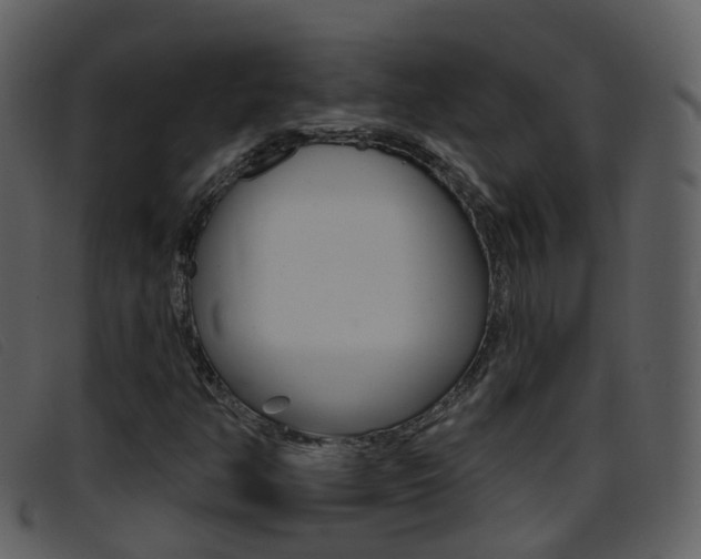 X0000096661350200802050947