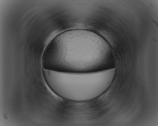 X0000096661479200802050945
