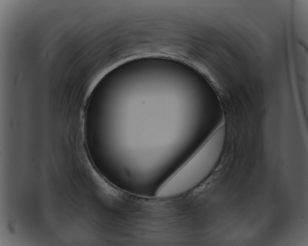 X0000096661524200802050945