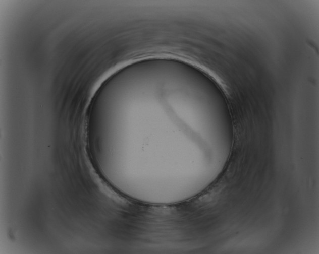 X0000096661526200802050945