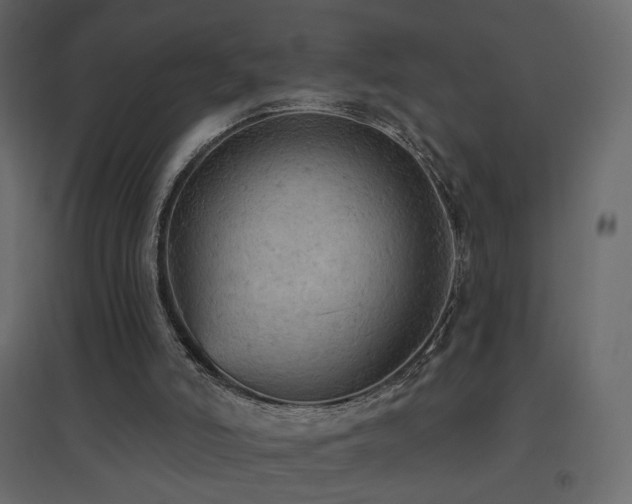 X0000096660006200802051230