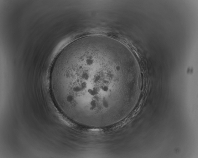 X0000096660053200802051229