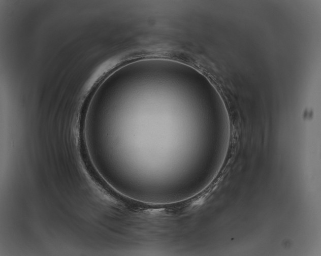 X0000096660054200802051229