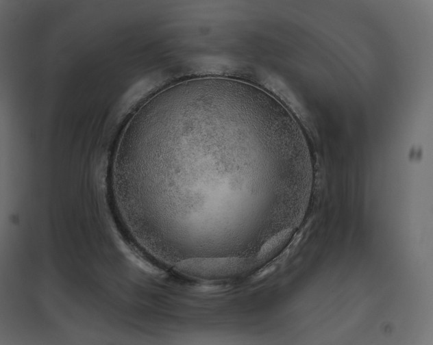 X0000096660058200802051229