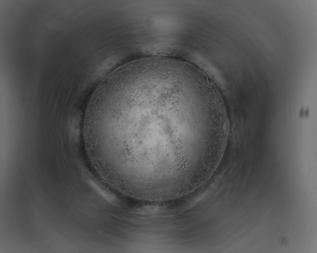 X0000096660065200802051229