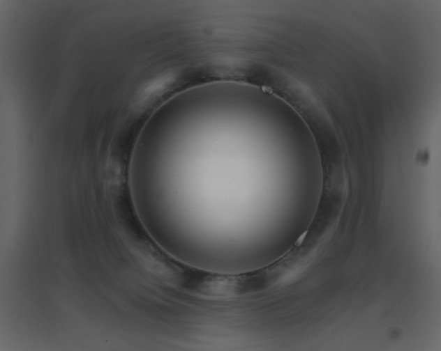 X0000096660084200802051229