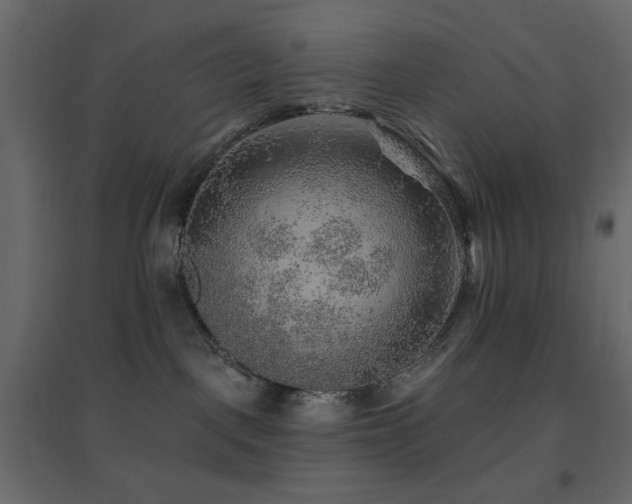 X0000096660093200802051229